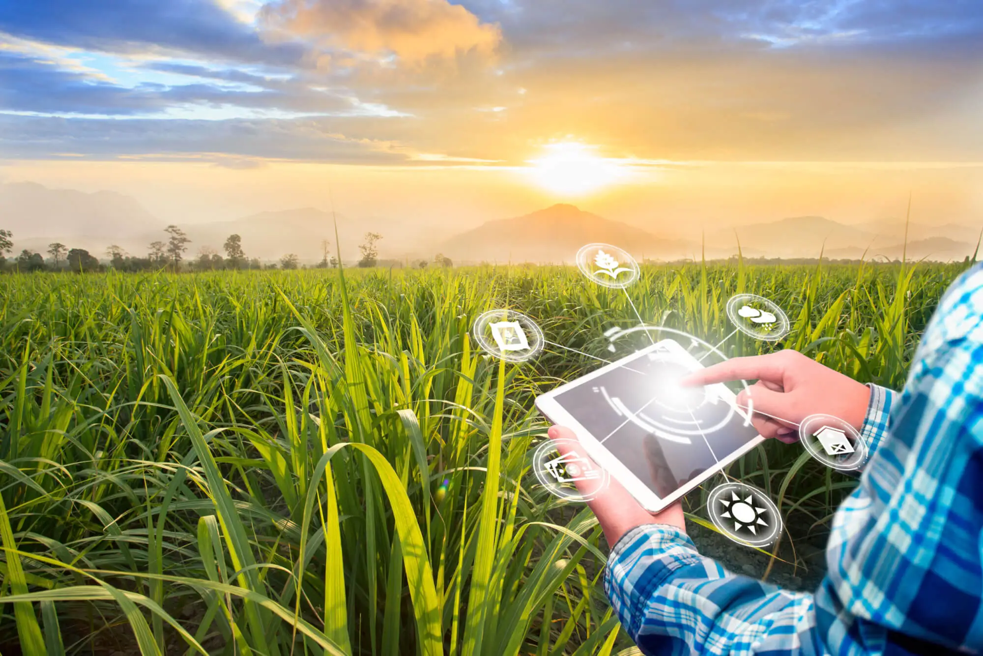 Agriculture